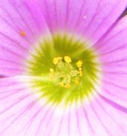 Macro Photo